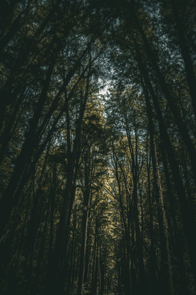Bottom view of tall forest trees with light beams through dense green canopy wallpaper background