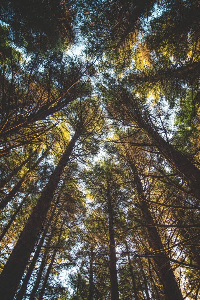 Bottom view of tall trees with dense green foliage and warm sunlight highlighting forest canopy Wallpaper
