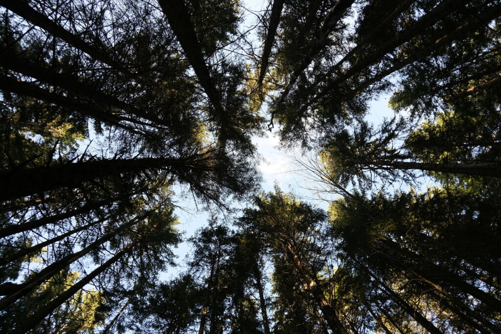 View from forest floor looking up at tall tree trunks and dense canopy against blue sky wallpaper