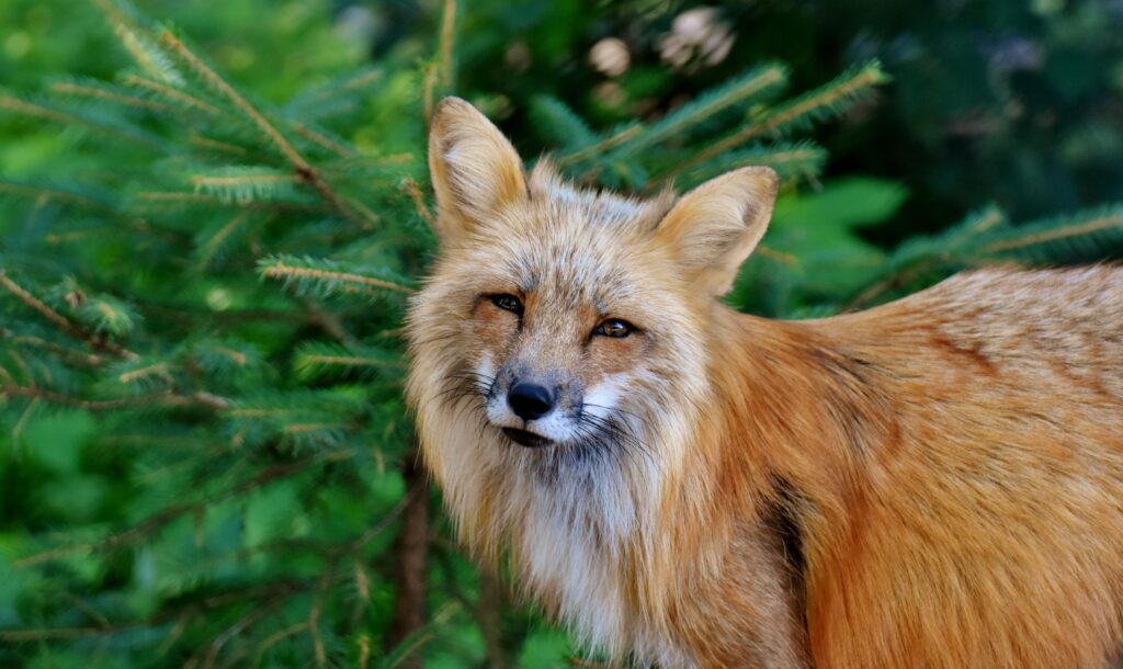 Majestic Fox in Lush Green Forest - High-Resolution Wallpaper