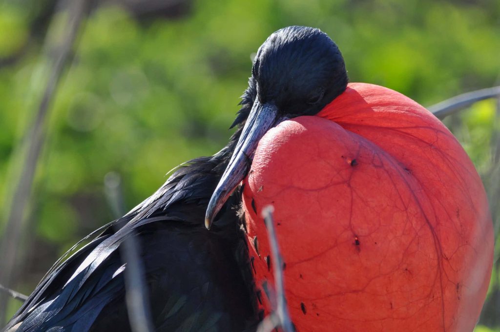 Frigatebird male with vibrant inflated red gular sac against green bokeh nature background Wallpaper