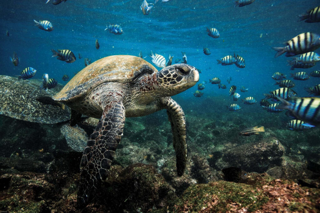 Majestic Galapagos sea turtle swimming with sergeant major fish in vibrant clear blue waters Wallpaper