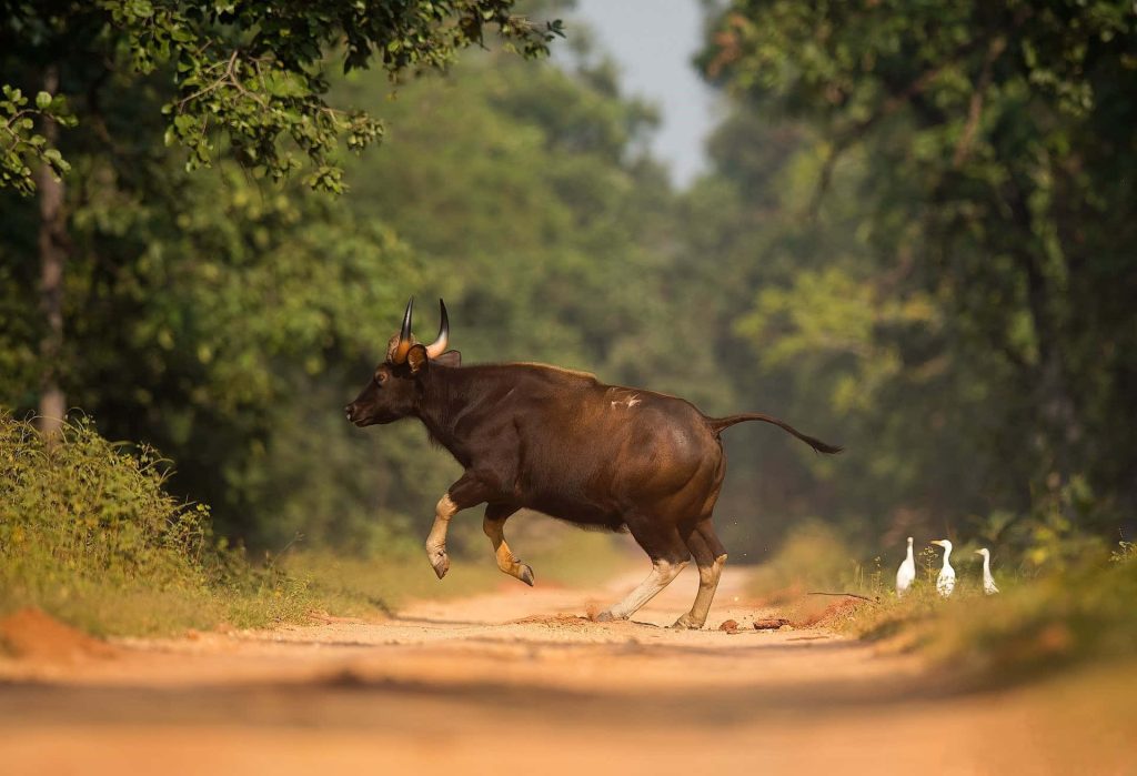 Muscular Gaur galloping on forest path with white egrets and lush trees wildlife wallpaper