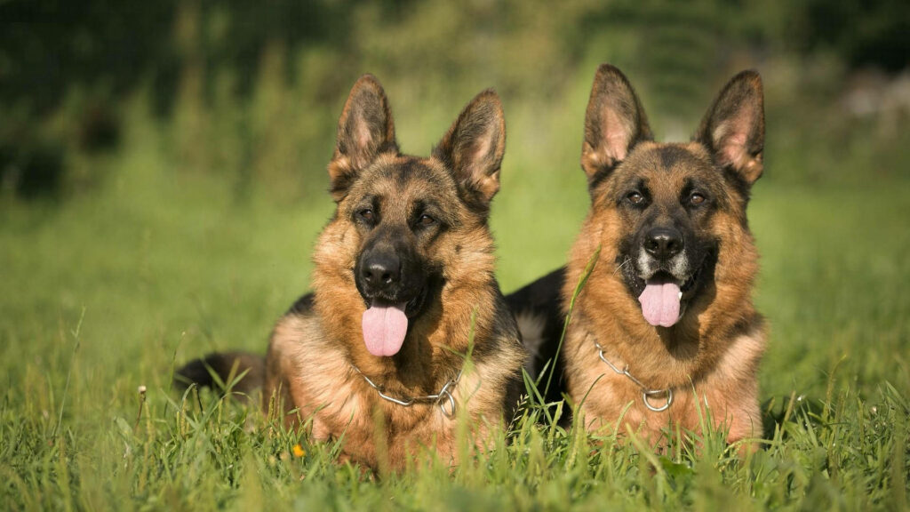 Majestic German Shepherds Relaxing in Sunlit Green Field Wallpaper