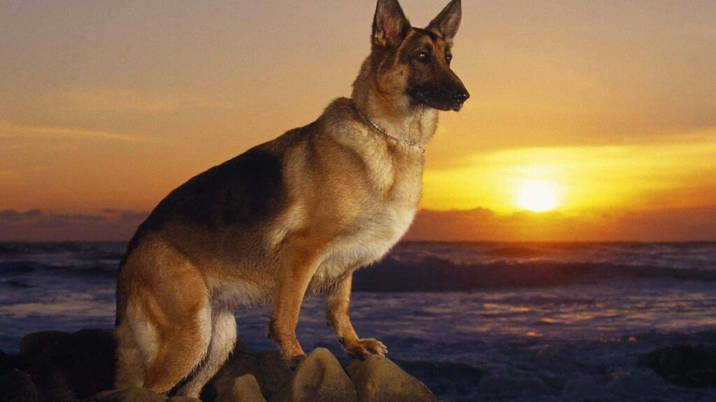 Majestic German Shepherd at Sunset: Serene Ocean Wallpaper Background