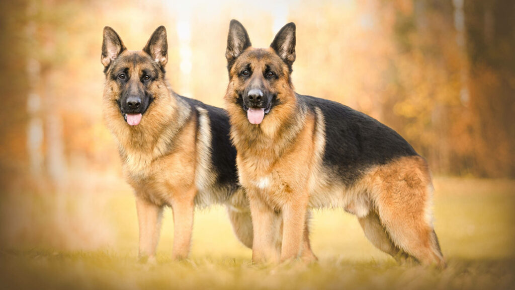Majestic German Shepherds in Autumn - Stunning Outdoor Wallpaper Background