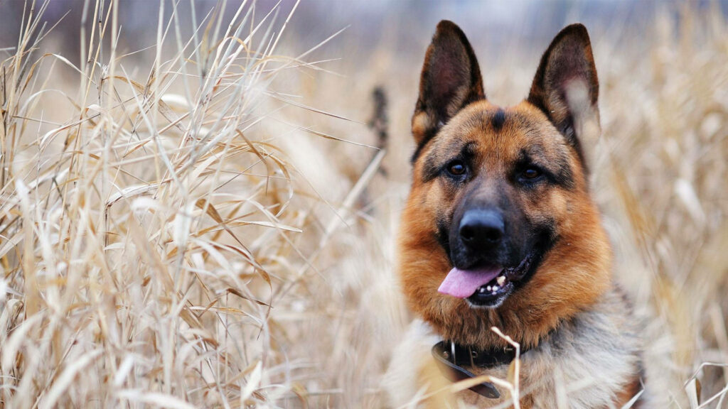 Majestic German Shepherd in Golden Grasses - Nature Background Wallpaper