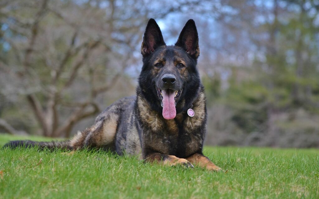 Majestic German Shepherd Lounging in a Tranquil Green Field Wallpaper