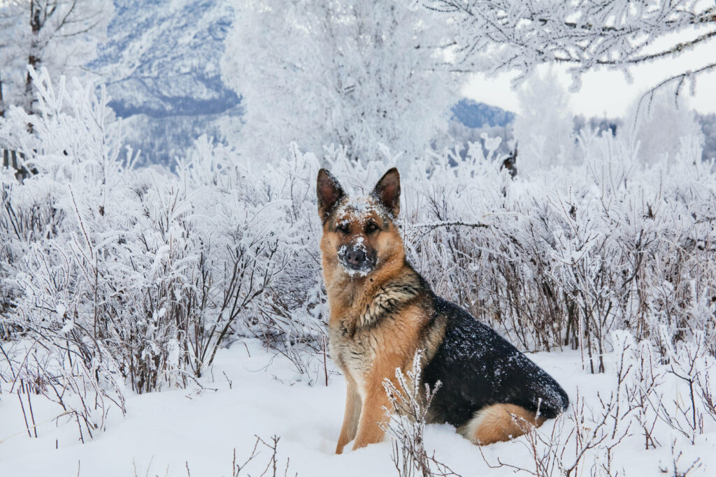 Majestic German Shepherd in Serene Snowy Landscape Wallpaper