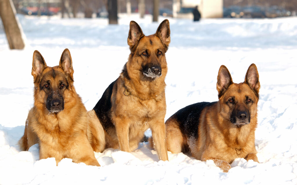 Majestic German Shepherds in Snowy Landscape - Brave K9 Wallpaper