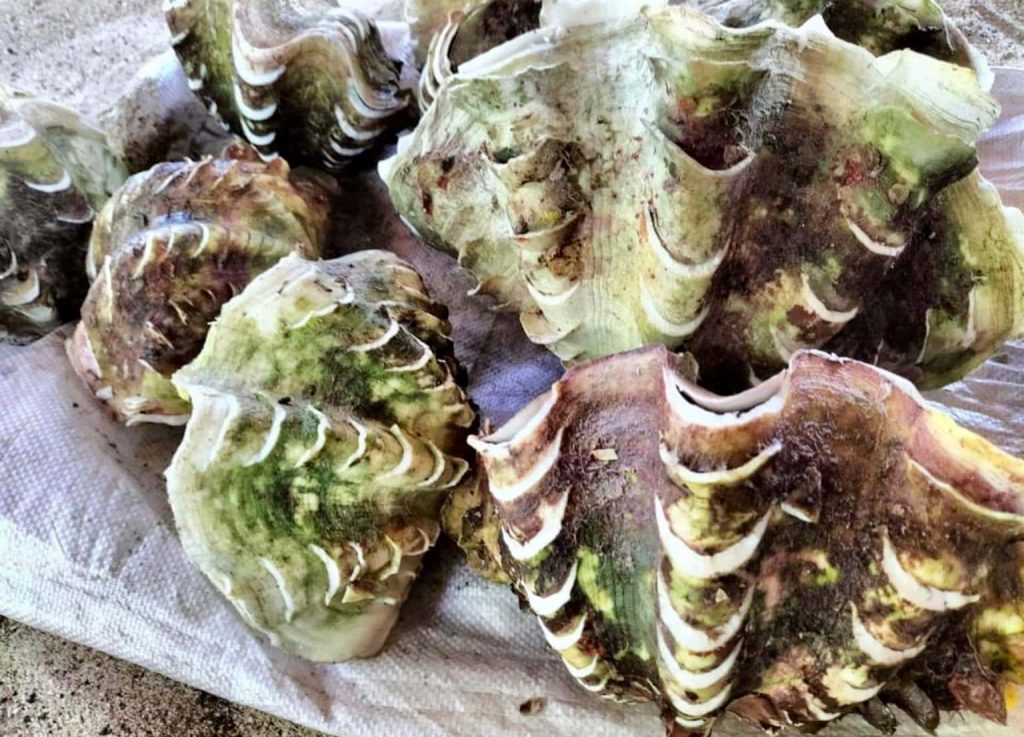 Close-up of giant clam shells with scalloped ridges and natural olive brown creamy textures Wallpaper
