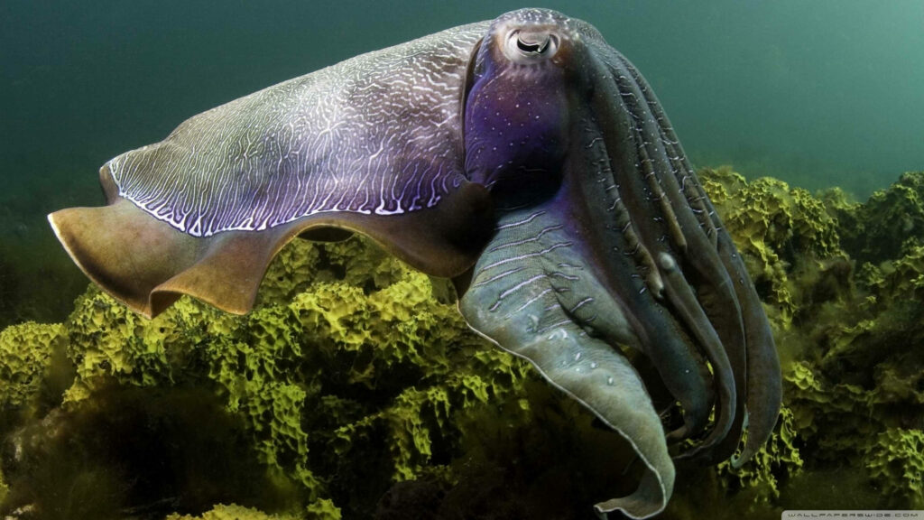 Majestic Giant Cuttlefish Wallpaper: Iridescent Marine Life Display
