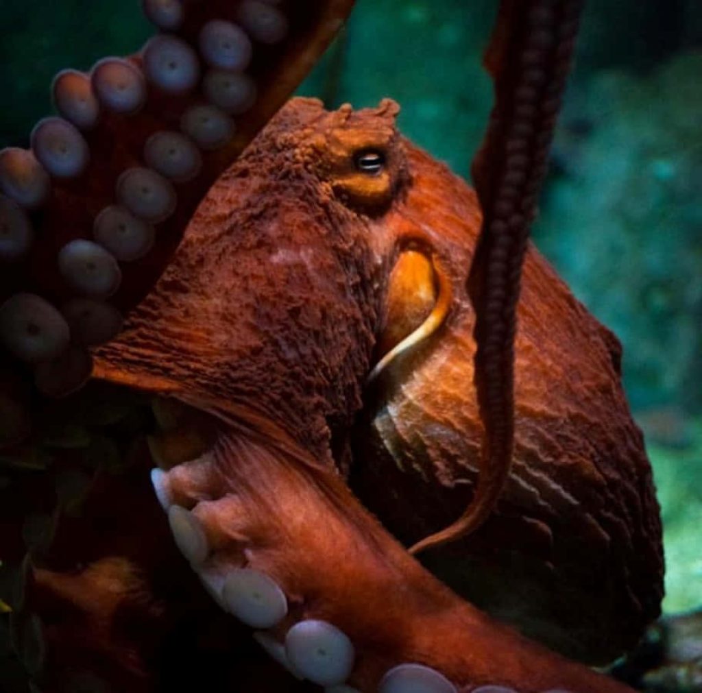 Majestic Giant Pacific Octopus close-up with textured skin and suction cups underwater wallpaper