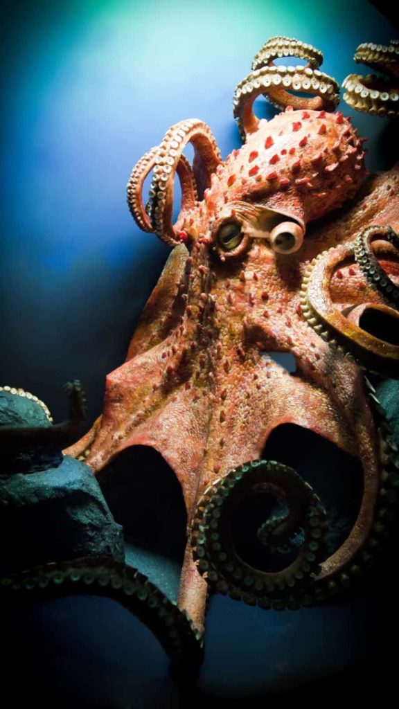 Majestic Giant Pacific Octopus close-up with reddish-brown textures and deep blue ocean backdrop Wallpaper