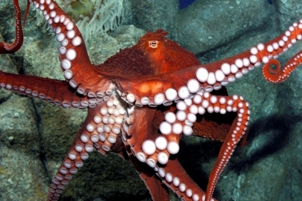Giant Pacific Octopus with vibrant red skin and white suction cups on rocky ocean floor wallpaper