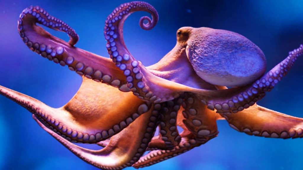 Giant Pacific Octopus with vibrant tentacles in deep blue ocean high quality marine life wallpaper