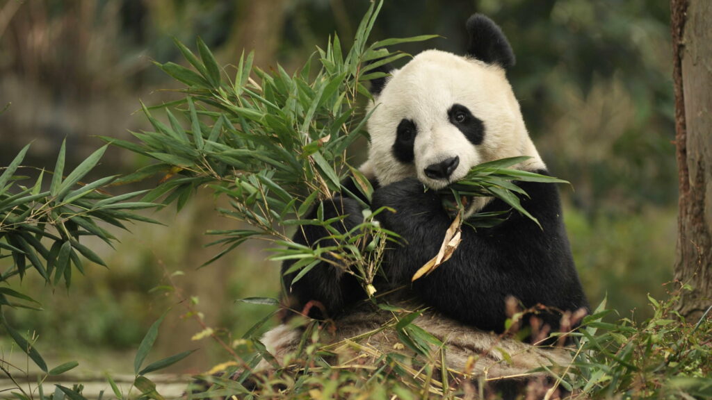Giant Panda Roaming Through Lush Grasslands of China: A 4K Background Wallpaper