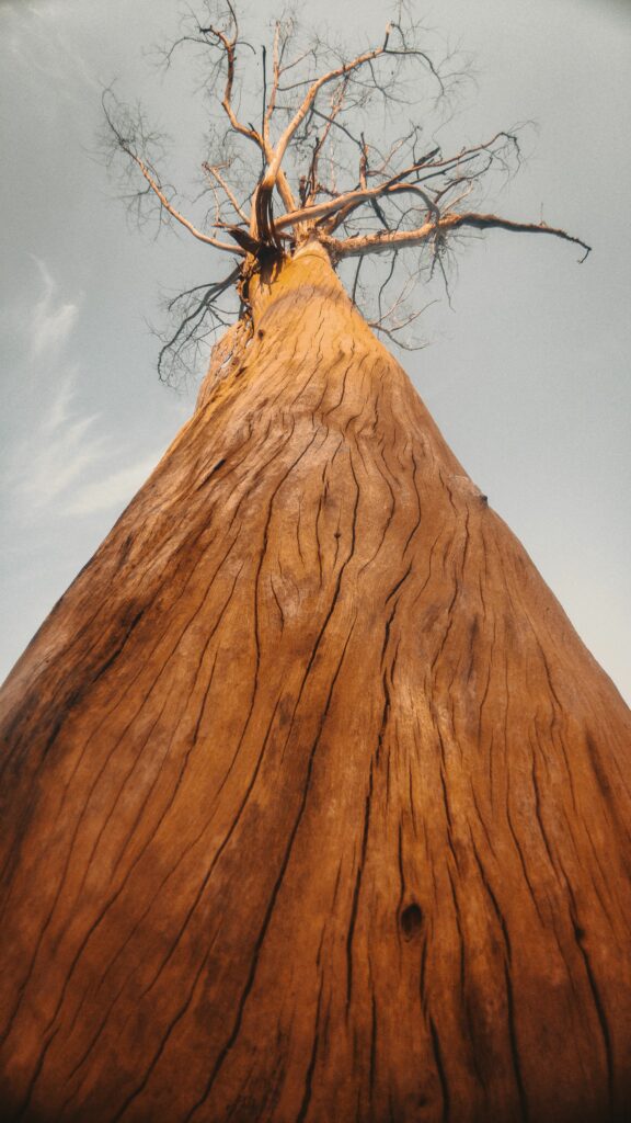 Giant tree trunk and branches from below with textured bark against a muted sky wallpaper background