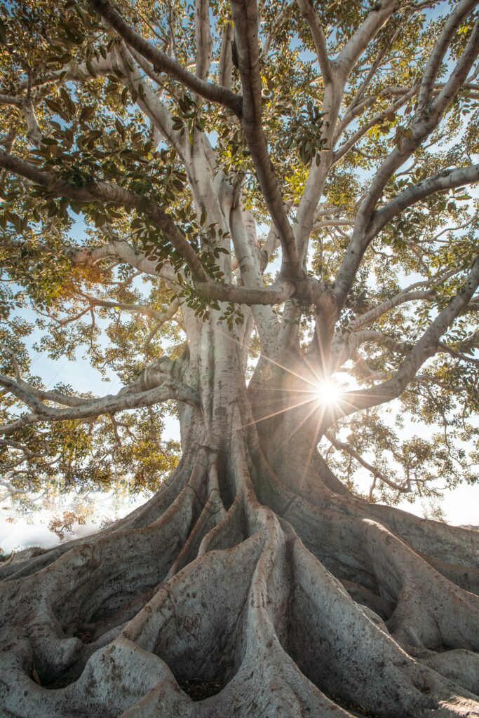 Majestic giant tree with sprawling roots bathed in warm sunlight and lush green foliage wallpaper