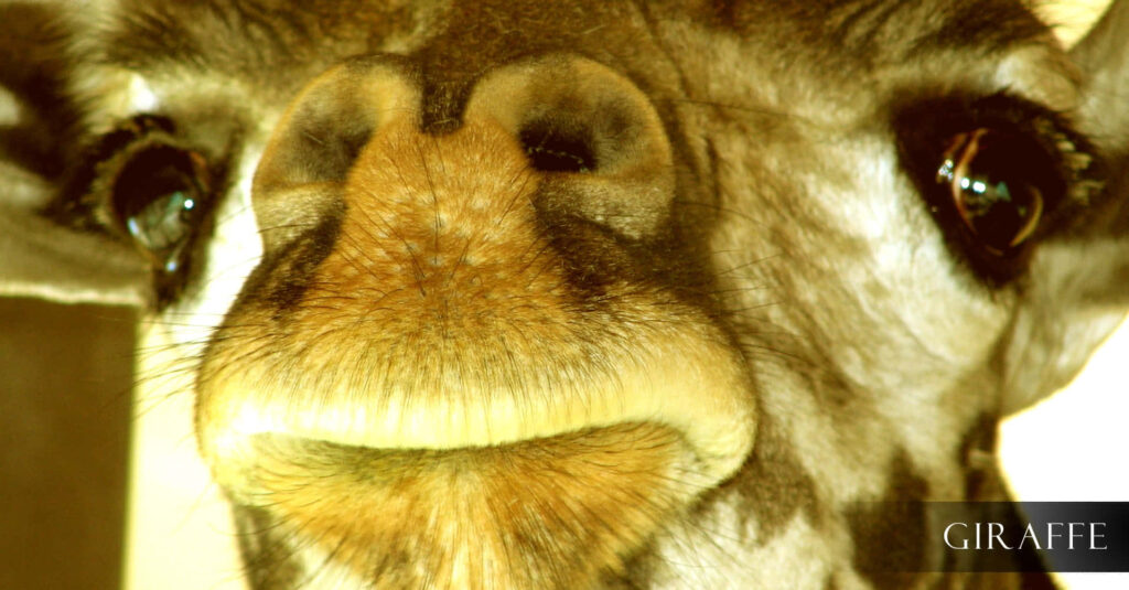 Majestic Giraffe Close-Up: Captivating Beauty & Expressive Eyes Wallpaper