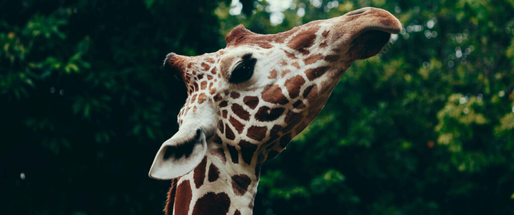 Majestic Giraffe Close-Up Wallpaper with Lush Green Background