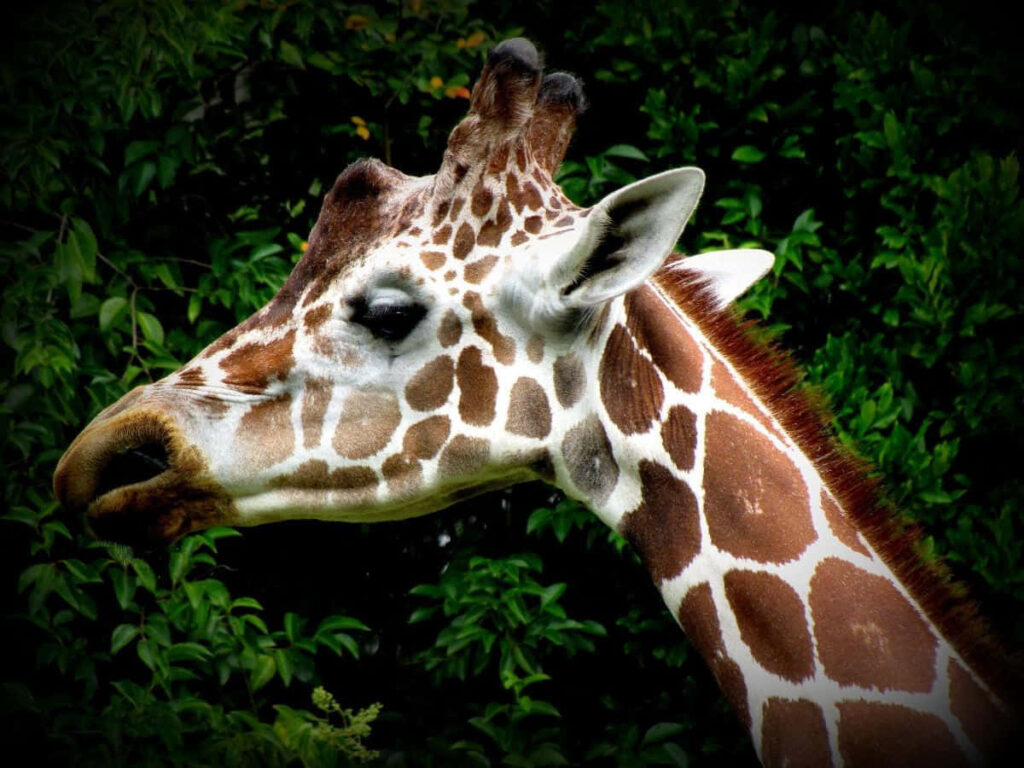 Majestic Giraffe Profile Wallpaper with Lush Green Background