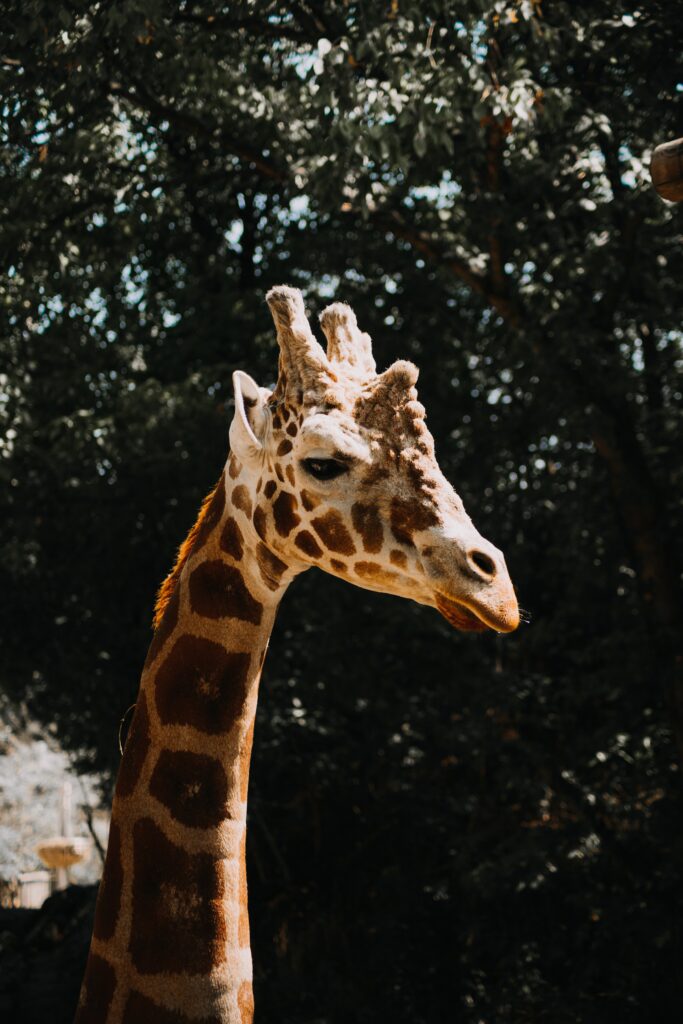 Majestic Giraffe Profile Wallpaper: Nature's Elegant Beauty