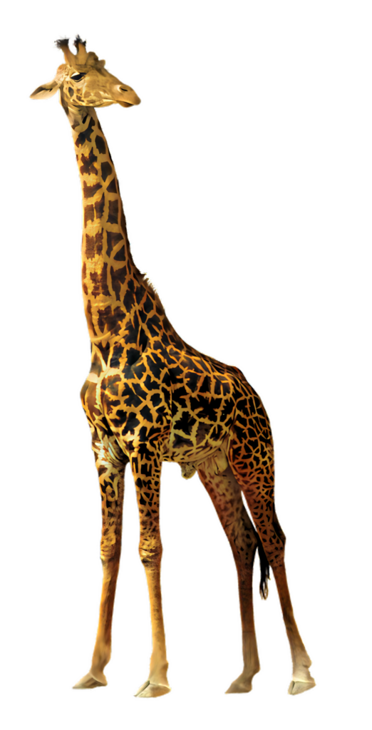 Majestic Giraffe Wallpaper: Graceful Animal with Patterned Coat