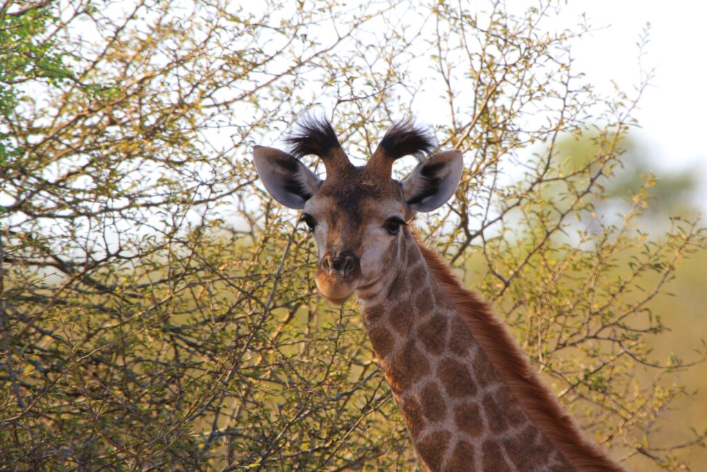 Majestic Giraffe Wallpaper: Graceful Animal in Natural Setting