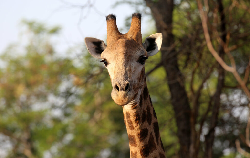 Majestic Giraffe Wallpaper: Lush African Wildlife Background