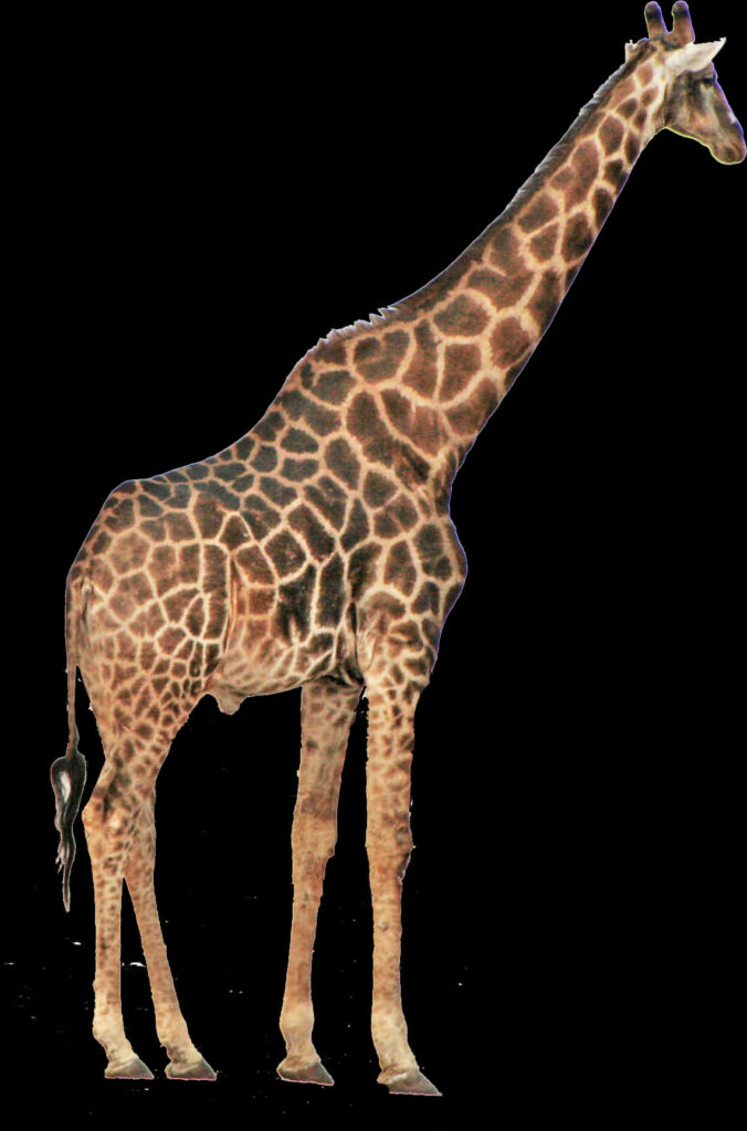 Majestic Giraffe Wallpaper: Serene Spotted Pattern Background