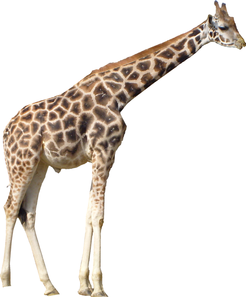 Majestic Giraffe Wallpaper: Unique Spotted Pattern on Transparent Background