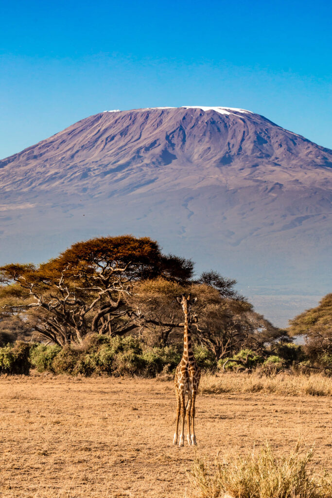 Lone Giraffe Wallpaper with Mount Kilimanjaro and Blue Sky