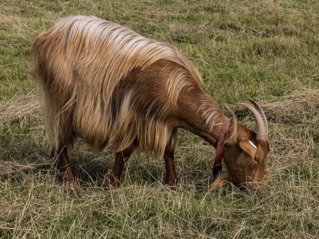 Majestic Goat Grazing: Serene Rustic Wallpaper for Nature Lovers