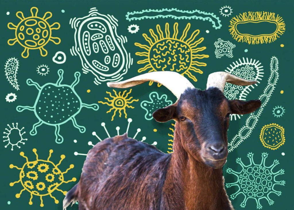Majestic Goat Wallpaper with Colorful Microorganism Background