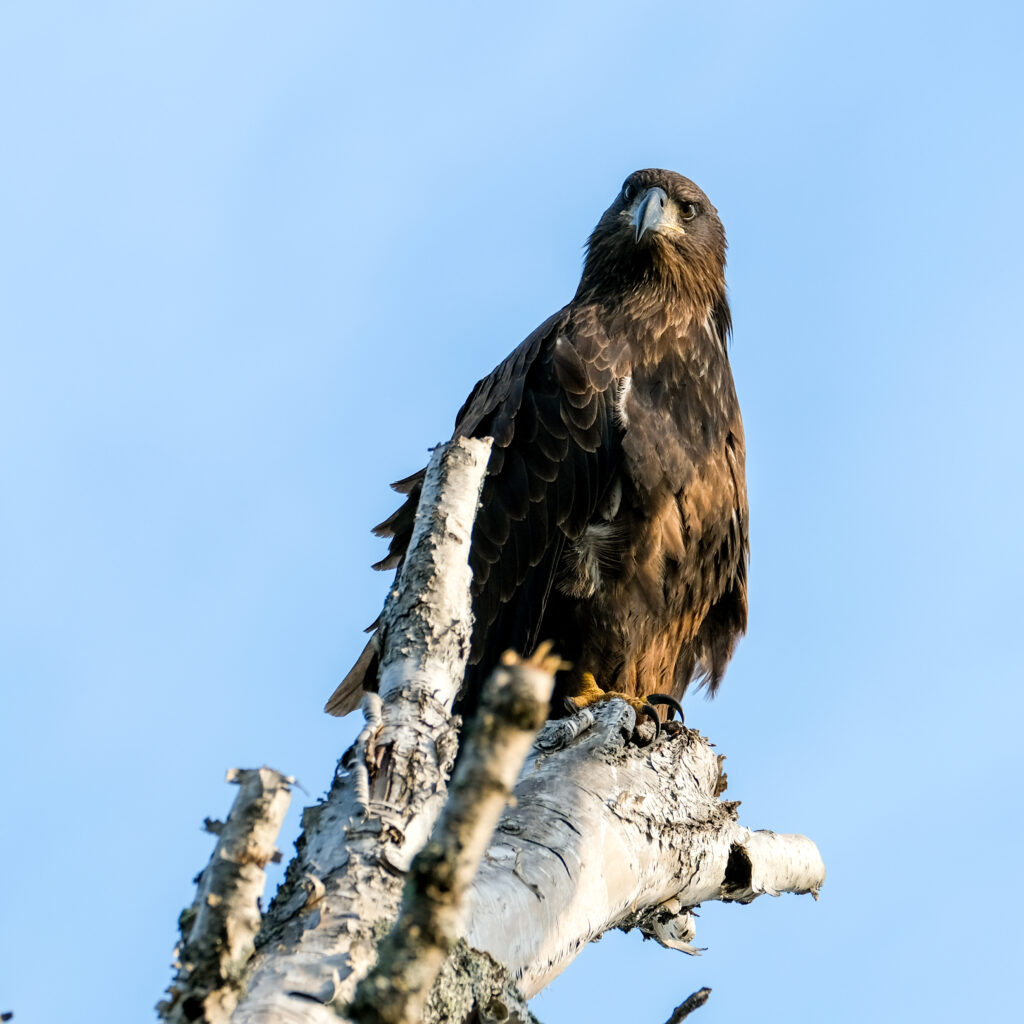 Majestic Golden Eagle Wallpaper: Regal Bird on a Tree Branch