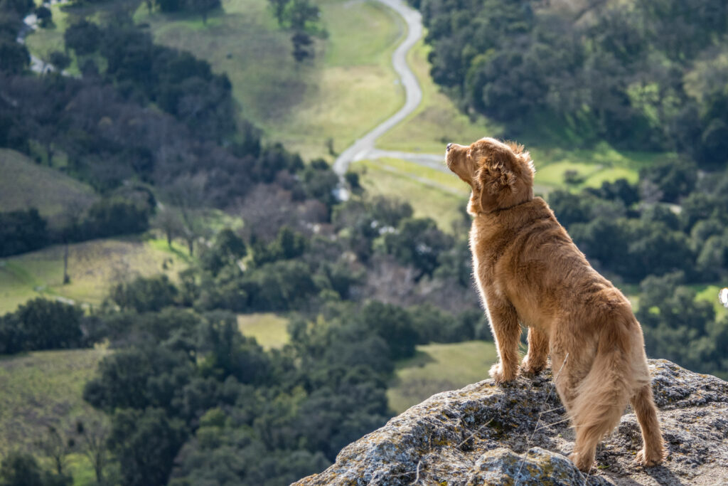 Majestic Golden Retriever Overlooking Green Valleys - Wallpaper Background