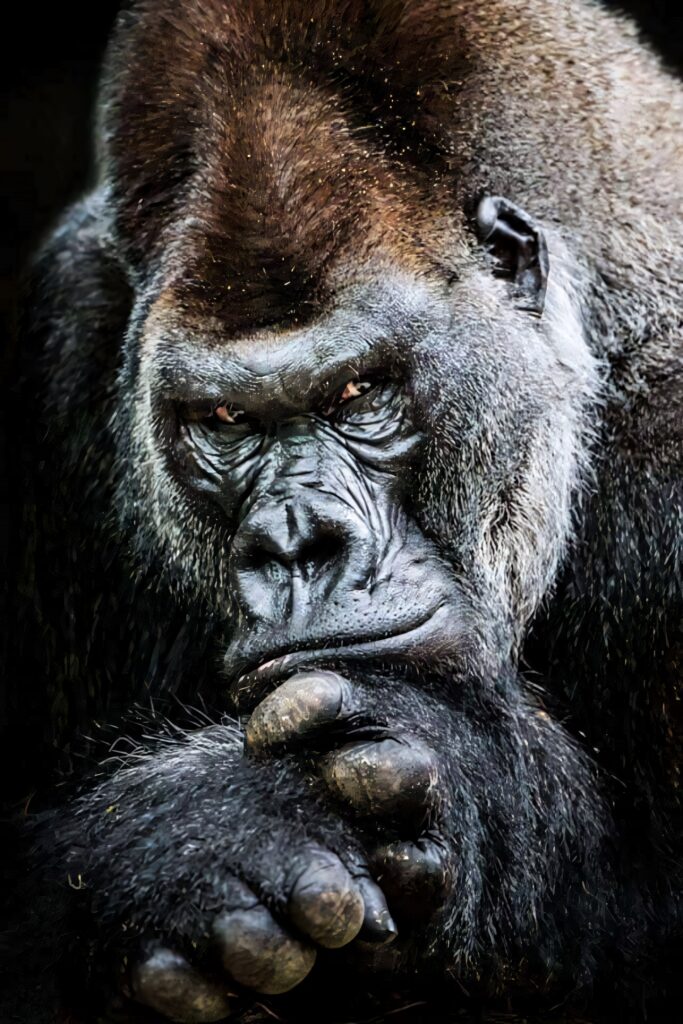 Majestic Gorilla Wallpaper: Close-Up of Contemplative Power