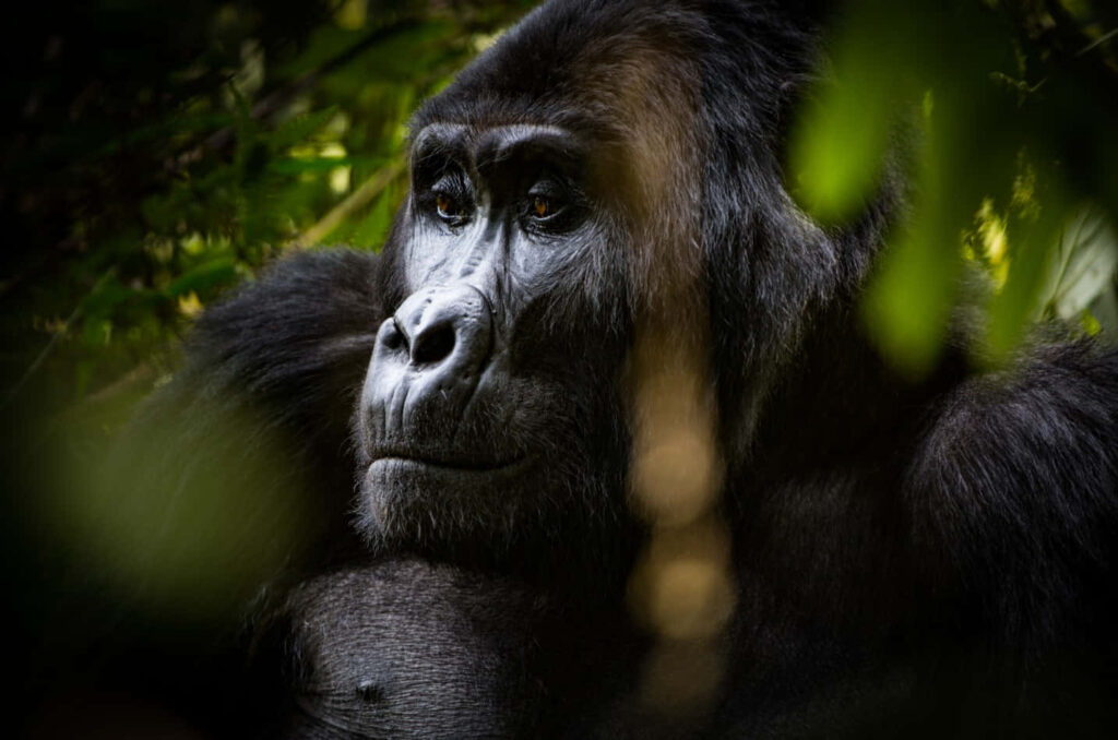 Majestic Gorilla Wallpaper: Tranquil Nature Background with Lush Foliage
