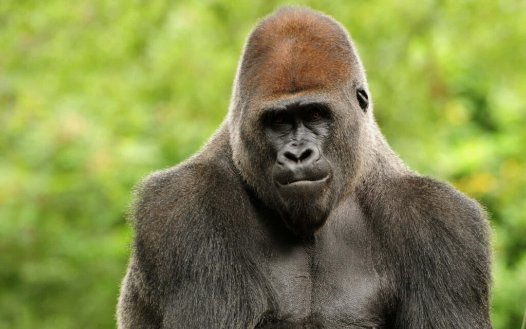 Majestic Gorilla Wallpaper: Intense Gaze & Unique Reddish Hue