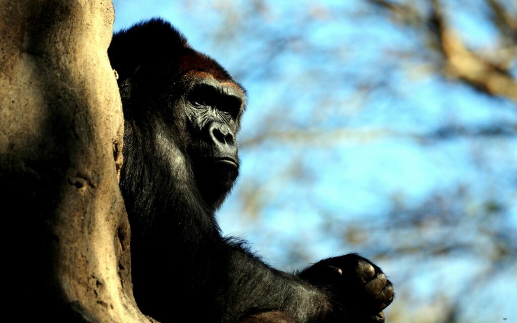 Majestic Gorilla Wallpaper: Powerful Form Amidst Serene Nature Background