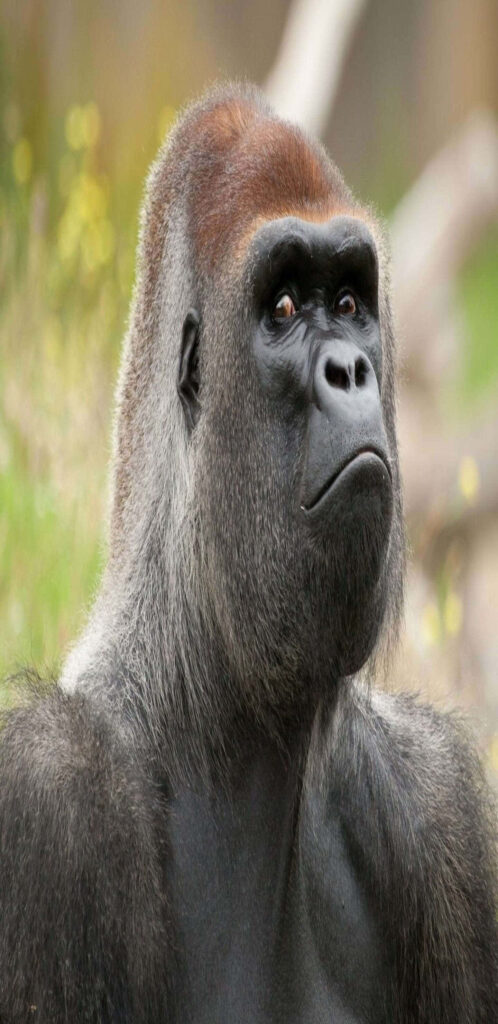 Majestic Gorilla Wallpaper: Snobbish Expression in Lush Setting