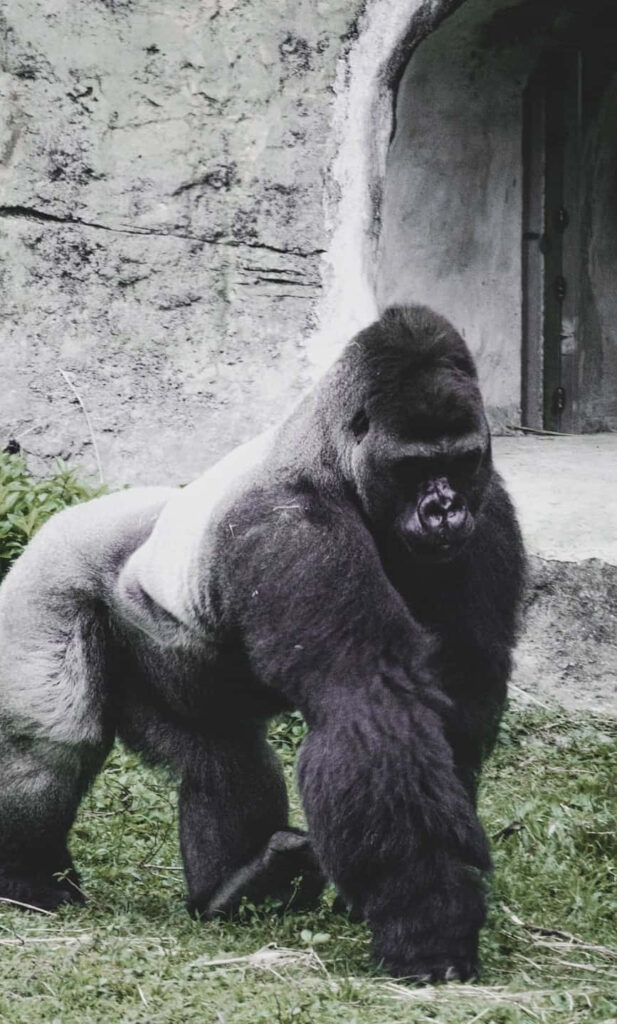 Majestic Gorilla in Monochrome Against Rugged Concrete Background Wallpaper