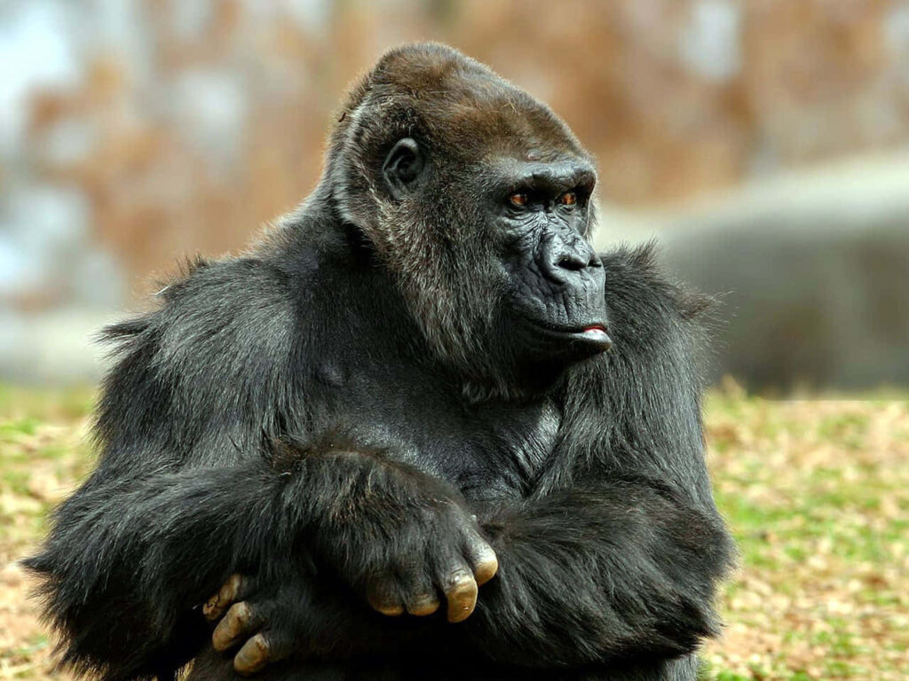 Majestic Gorilla in Zoo: Strength & Intelligence Captured Wallpaper