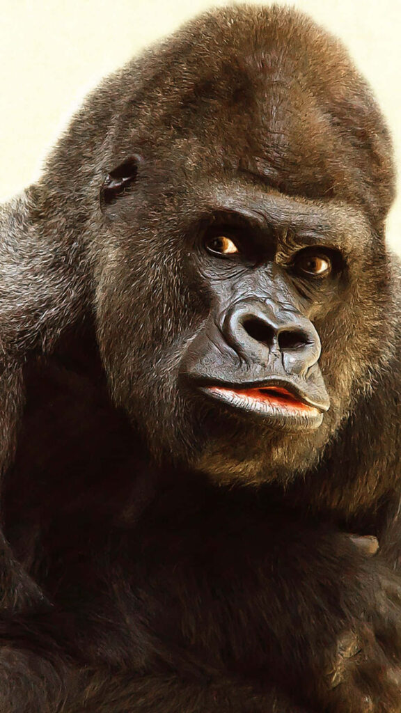 Majestic Gorilla Portrait: Striking Image Highlights Expressive Face Wallpaper