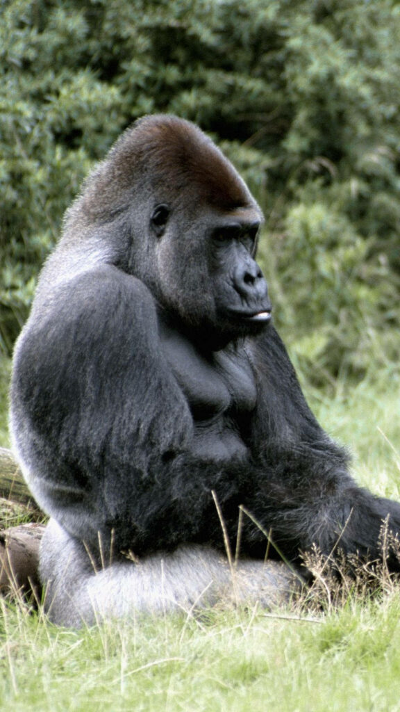 Majestic Gorilla Wallpaper: Serenity in Nature's Green Background