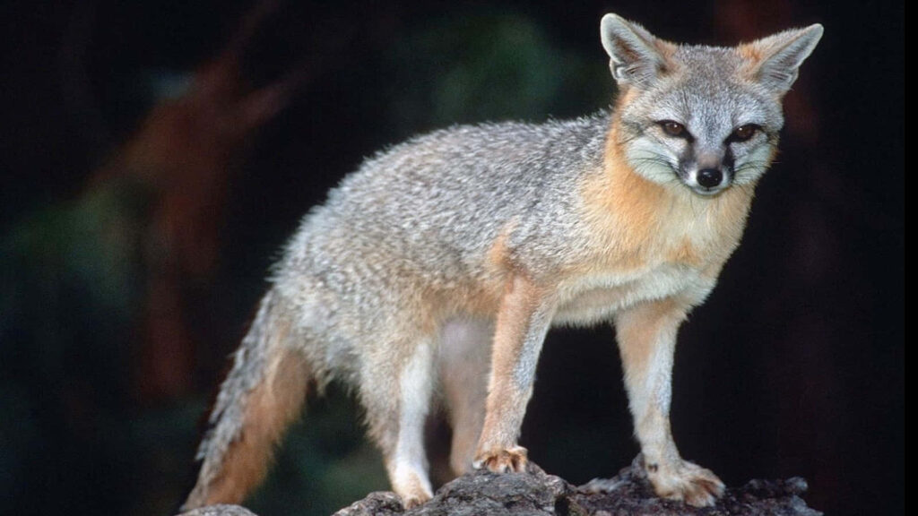Majestic Gray Fox Wallpaper: Nature's Beauty in Rugged Landscape