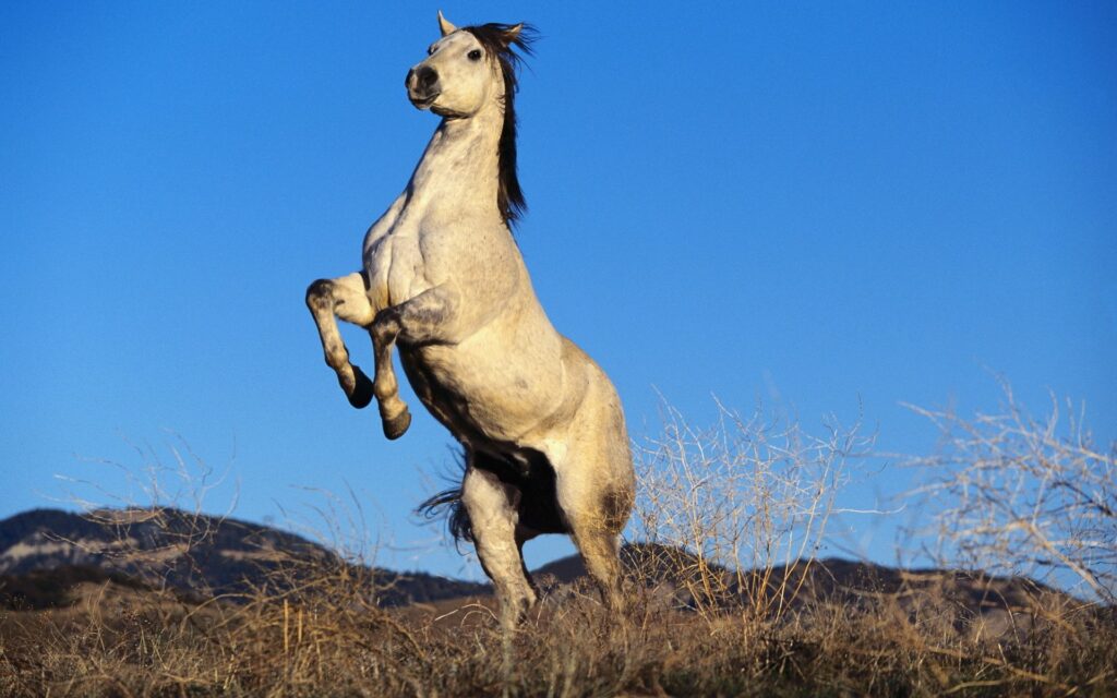 Majestic Gray Horse Rearing in Vast Steppe - Wild Beauty Wallpaper
