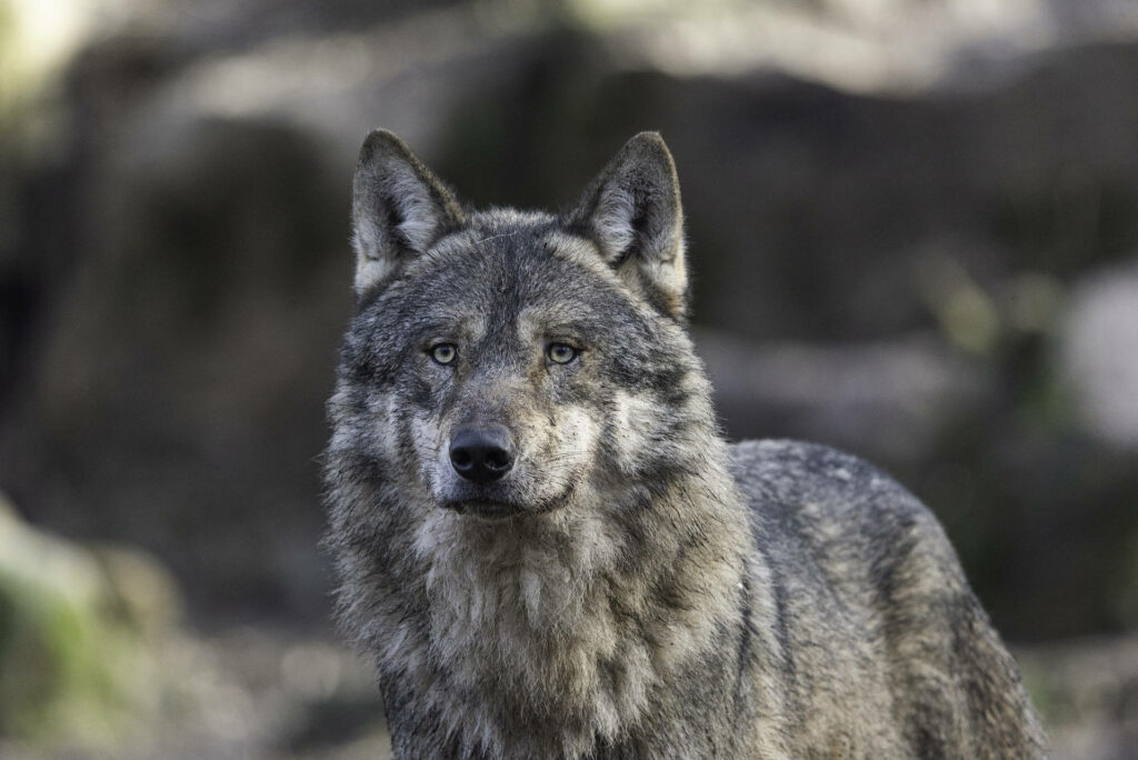 Majestic Gray Wolf Staring Intensely amidst Rocky Wilderness - Striking HD Wolf Portrait Wallpaper