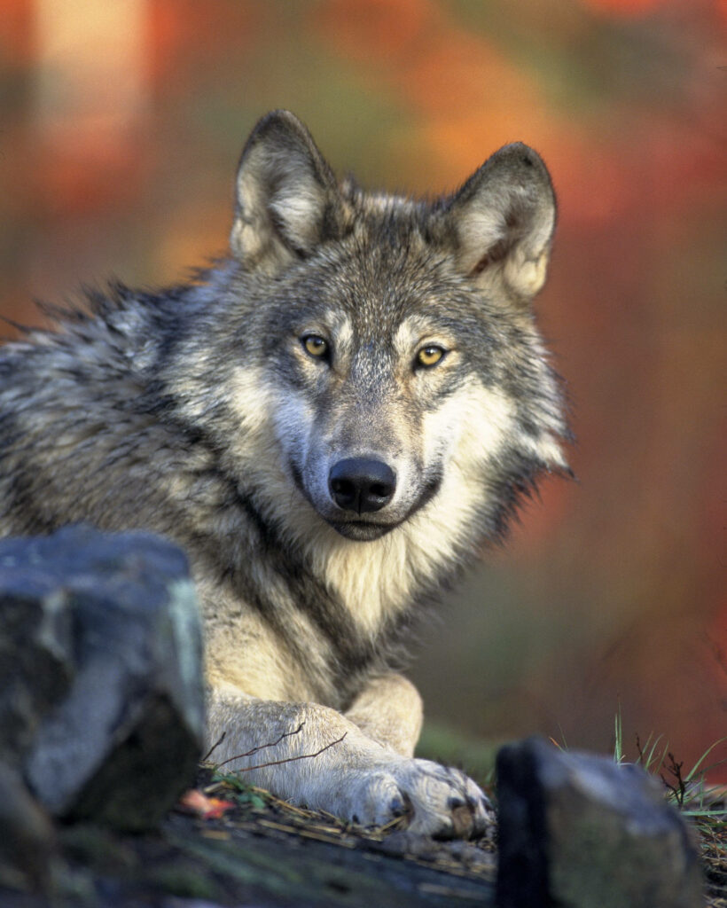 Majestic Gray Wolf Gazing Ahead Against a Blurred Hd Background Wallpaper